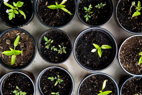 Gardening Tips for Scoliosis Patients